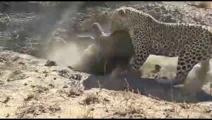 Leopard, Lion, Cheetah, Tiger Waiting Warthog Outside The Hole