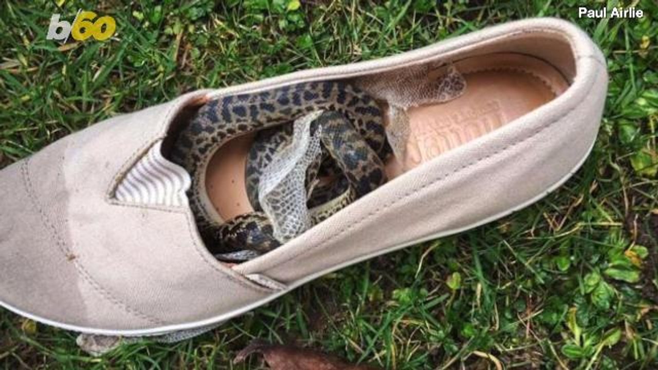 Woman Discovers Python in Luggage After 9,000-Mile Flight from Australia