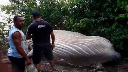 Télécharger la video: Toter Buckelwal im Wald gefunden