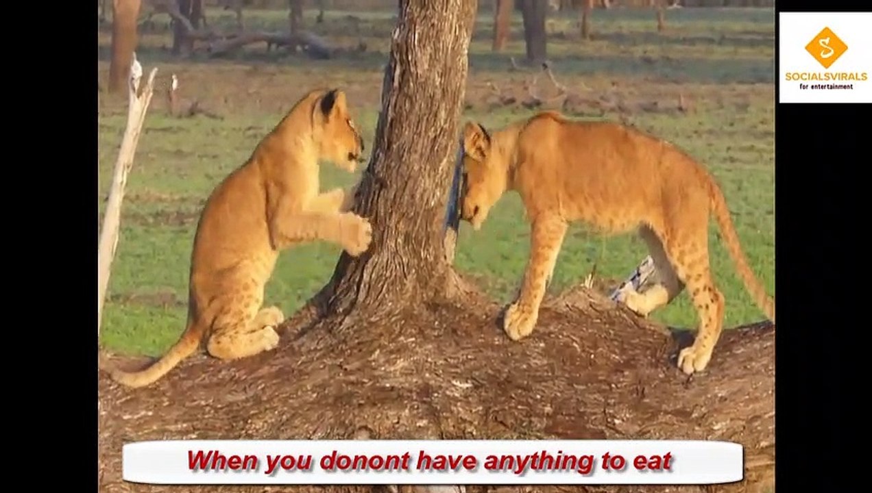funny animals video clips