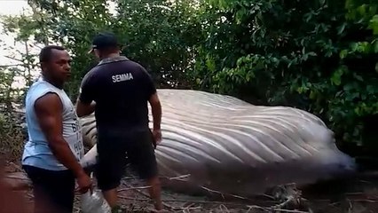 Aparece una ballena de 11 metros en Brasil