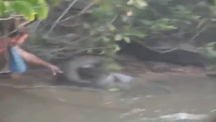 Un homme vient tirer la queue d'un anaconda géant