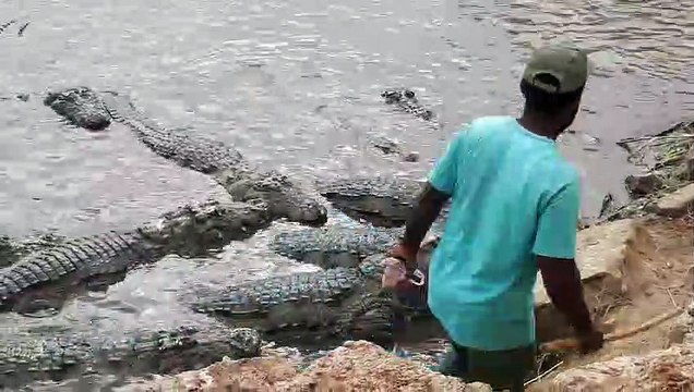 Cet homme vient nourrir des dizaines de crocodiles sauvages