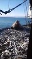 Ce lion de mer a trouvé le spot parfait pour pecher du poisson