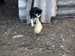 Un chaton joue avec un poussin... Trop mignon