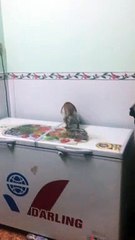 Cat Just Misses the Jump