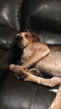 Ce chien semble dormir n'importe où et n'importe comment