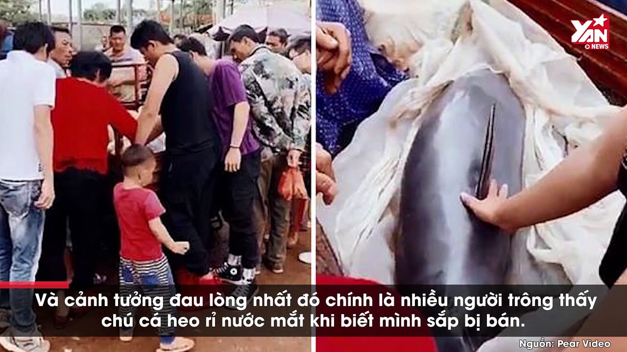 Cảm động nhìn cảnh cá heo chảy nước mắt khi biết mình sắp bị cân ký bán thịt