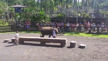 Elephant Safari Park Bali (1)