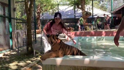 Sara Luu đi thăm Little Tiger tại Tiger Kingdom ở Phuket Thái Lan
