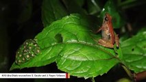 Scientists Discover A New Frog That Lives On A Remote Mountain In Ethiopia