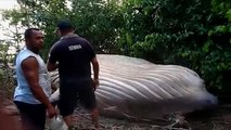 شاهد.. حوت نافق طوله 11 مترا على شاطئ برازيلي