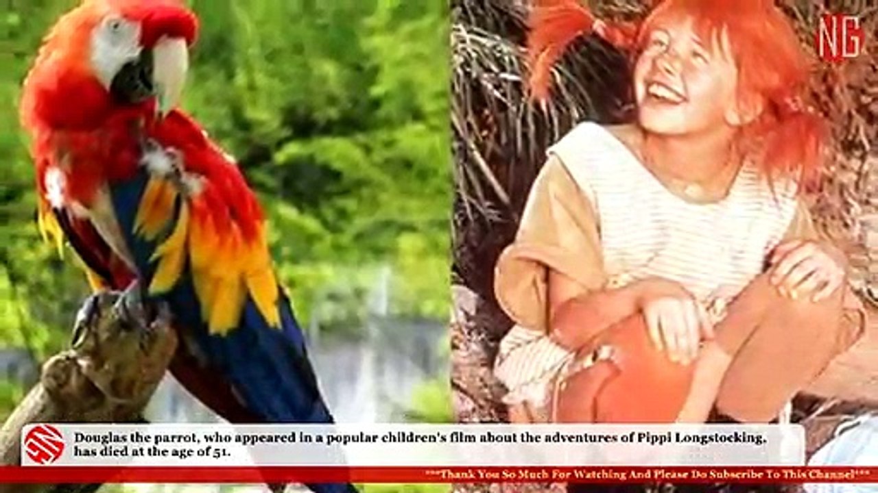 Rest in Peace Douglas the Parrot!
