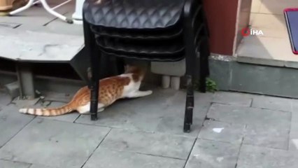 Sokak kedisi fareyle böyle oynadı