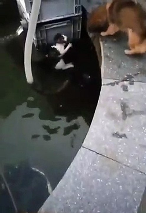 Dog & cat 12