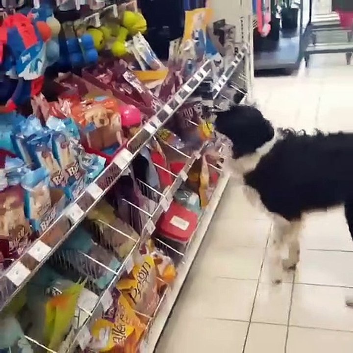 Dog & cat 14