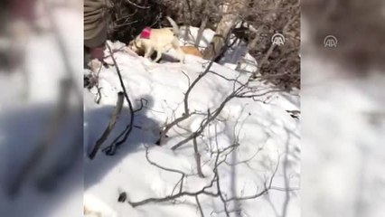 Ağaç Kovuğunda Teröristlere Ait Silah ve Mühimmat Bulundu