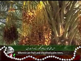 Surah Ar Rahman - Beautiful Recitation and Visualization of The Holy Quran -e