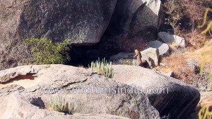 Leopards fight it out, fall off huge rock in Rajasthan desert