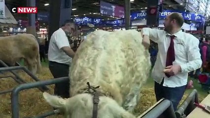 Salon de l'agriculture : mobilisés pour lutter contre l'"agribashing"