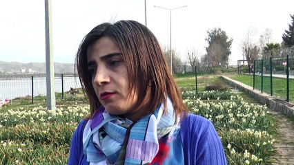 Cizre 'nergis' ile özdeşleşecek - ŞIRNAK