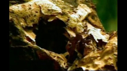 KARINCALARIN AFETE KARSI ERKEN ALARM VE YONETIMI ORNEK ALINMALI