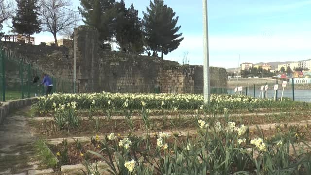 Cizre Nergis ile Özdeşleşecek - Şırnak