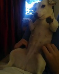 Adorable chien en train de jouer avec son maître