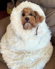 Mignon chiot couvert