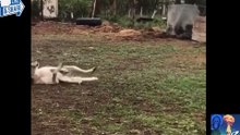 cavalo e cachorro brincando bonito de se ver