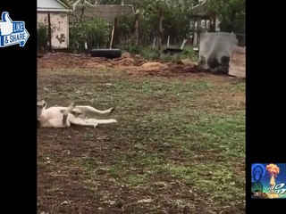 cavalo e cachorro brincando bonito de se ver