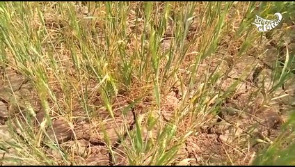 Farmers in this UP village are grappling with a severe water crisis 