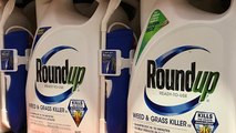 Premier procès fédéral contre Monsanto aux Etats-Unis