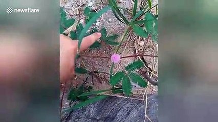 ‘Shy plant’ closes up and shrinks when touched