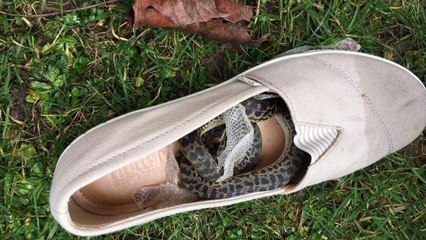 شاهد.. ثعبان يسافر من أستراليا إلى بريطانيا مختبئا في حذاء لـ 40 ساعة