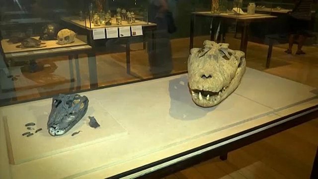 Peças resgatadas de incêndio no Museu Nacional expostas
