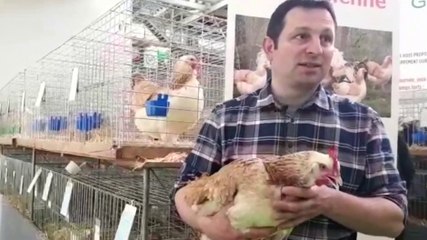 Au salon de l'agriculture, on élit la plus belle poule Meusienne