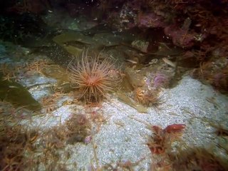 안산출장안마 -안전100%ョØ1Øs9528g0391≪카톡GH600≫안산전지역출장마사지안산출장ko안마sj안산출장마사지'오피걸ĦĲ업계1위섹S