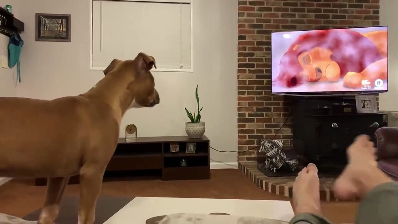 Un chien pleure en regardant Le Roi Lion