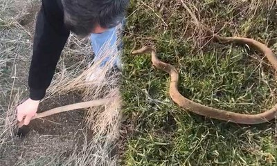 Yılanı kafasından tutup fare deliğine bıraktı