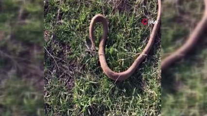 Yılanı kafasından tutup fare deliğine bıraktı... O anlar kamerada