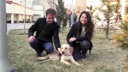 Kazazede köpek 'Kuki' yürüteçle hayata tutundu - KAYSERİ