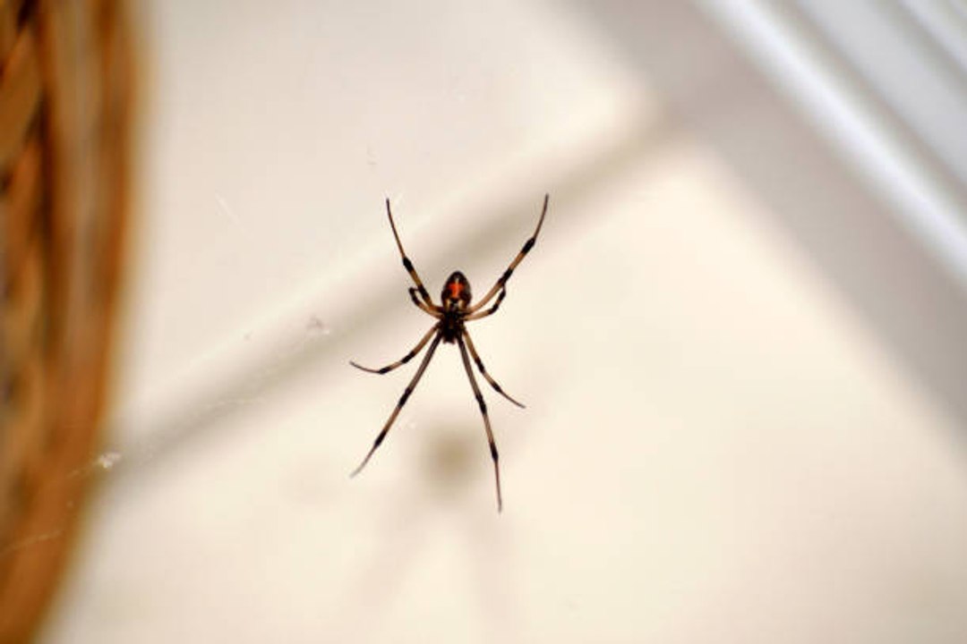 Comment se débarrasser des araignées dans votre maison ?