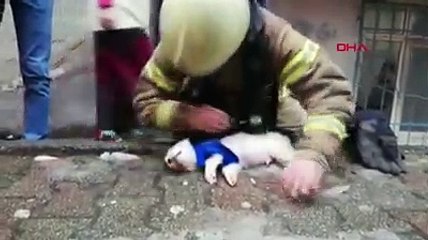 Dumandan etkilenen köpeğe CPR