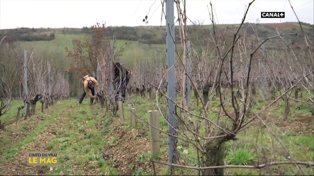 Les vins naturels à l'honneur - L'info du vrai du 25/02 - CANAL+