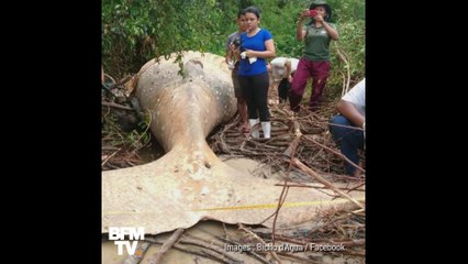 Cette baleine a été retrouvée morte en pleine jungle brésilienne, à 15 mètres du rivage