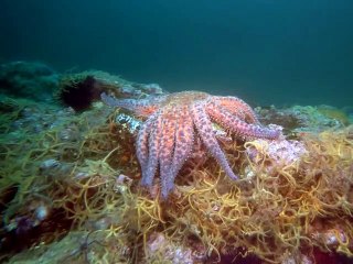 기장출장안마 -안전100%ョØ1Øs9528g0391≪카톡GH600≫기장전지역출장마사지기장출장ko안마sj기장출장마사지'오피걸аб출장아가씨출장오피