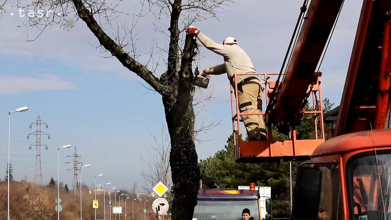 BRATISLAVA: Výrub stromov na Pionierskej ulici