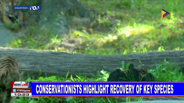 GLOBAL NEWS: Conservationists highlight recovery of key species