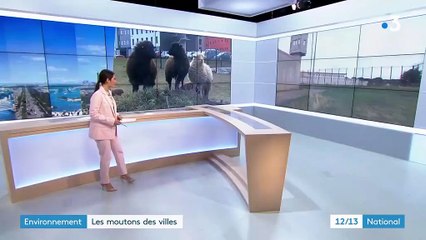 Environnement : les moutons des villes